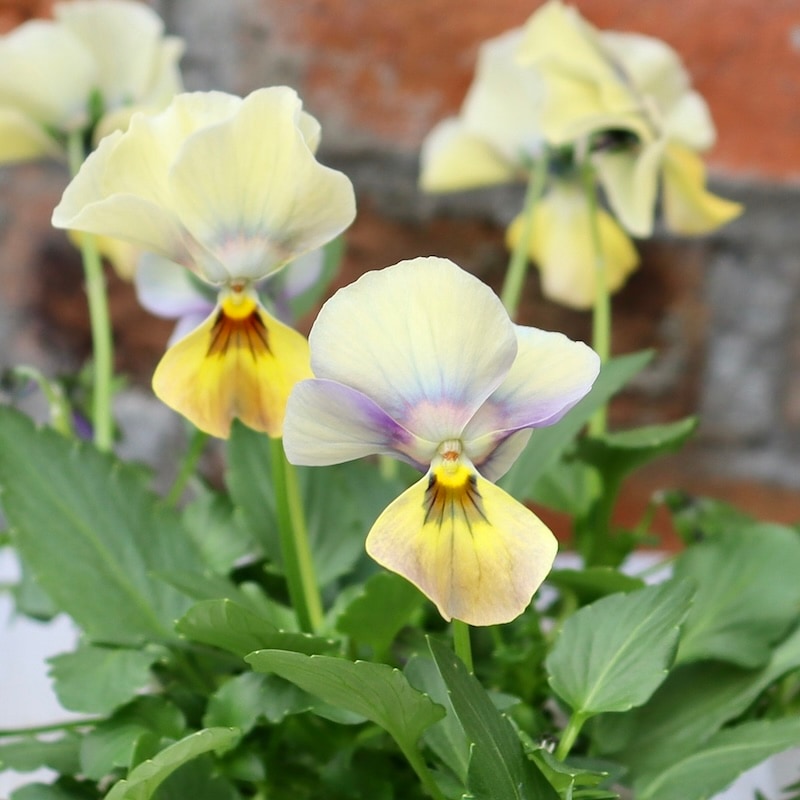 ロカハーツ　ホルシス⑤ポット苗、その他 画像の現品1点限り!! ロカハーツ「ホルシス」＜5番＞