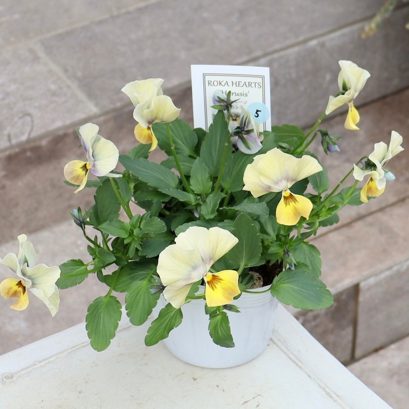 画像の現品1点限り!! ロカハーツ「ホルシス」＜5番＞