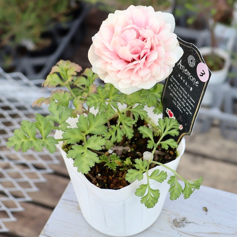 画像の現品!!1点限り☆八重咲きアネモネ「クラシカルピンク」3番