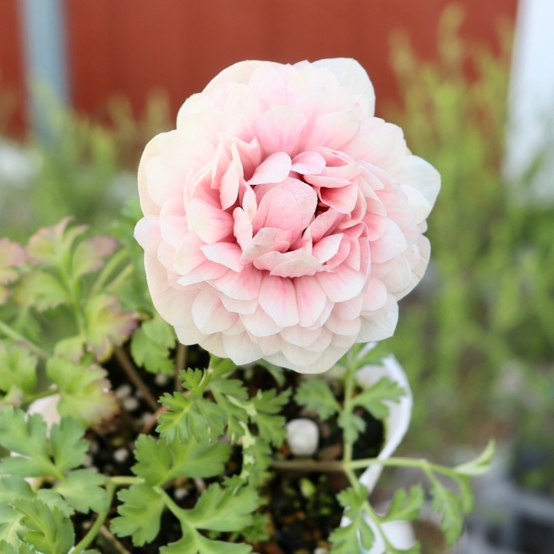 画像の現品!!1点限り☆八重咲きアネモネ「クラシカルピンク」3番