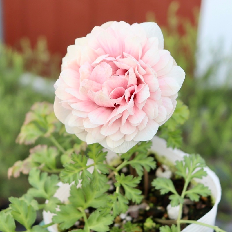 画像の現品!!1点限り☆八重咲きアネモネ「クラシカルピンク」3番