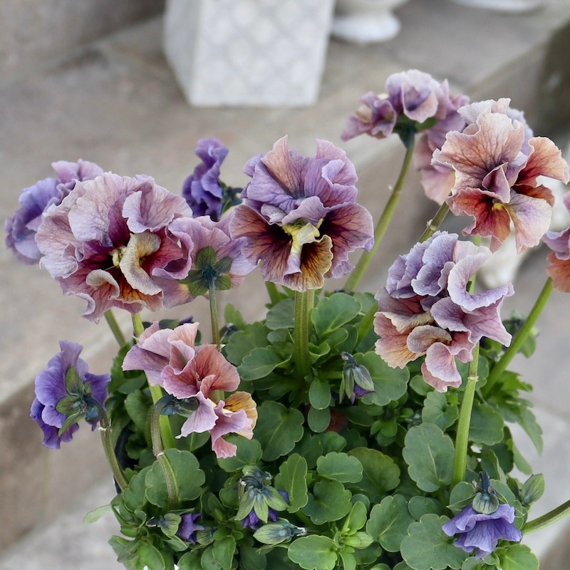 特大☆画像の現品1点限り!! 石川園芸さんのビオラ「レディ」スペシャル