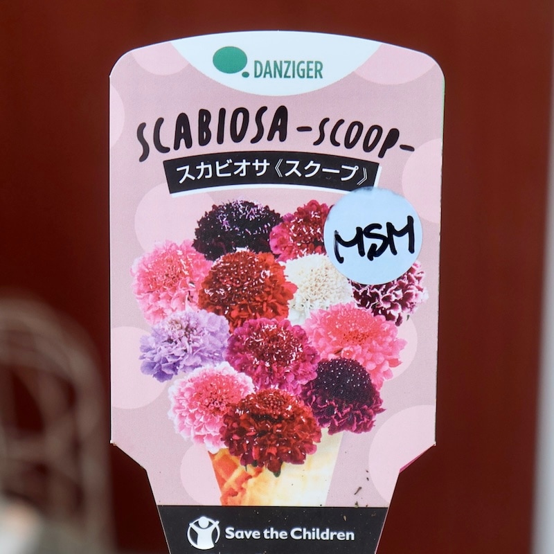 同梱品✨スカビオサ✨マシュマロ 同梱品✨スカビオサ✨マシュマロ