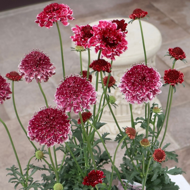 植物　予約専用ページ 1_000000009231.jpg?1747885530