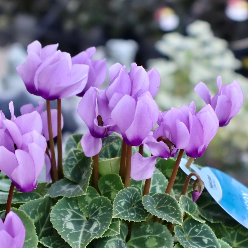 花苗　シクラメン　ドラゴン　ライトブルー　　ディープブルー　５号　２鉢セット 花苗 シクラメン ドラゴン ライトブルー ディープブルー 5号 2鉢