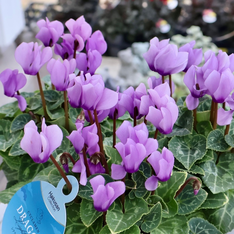 2025年秋NEW☆安心の生産者より☆青いシクラメン・ドラゴン「ライト