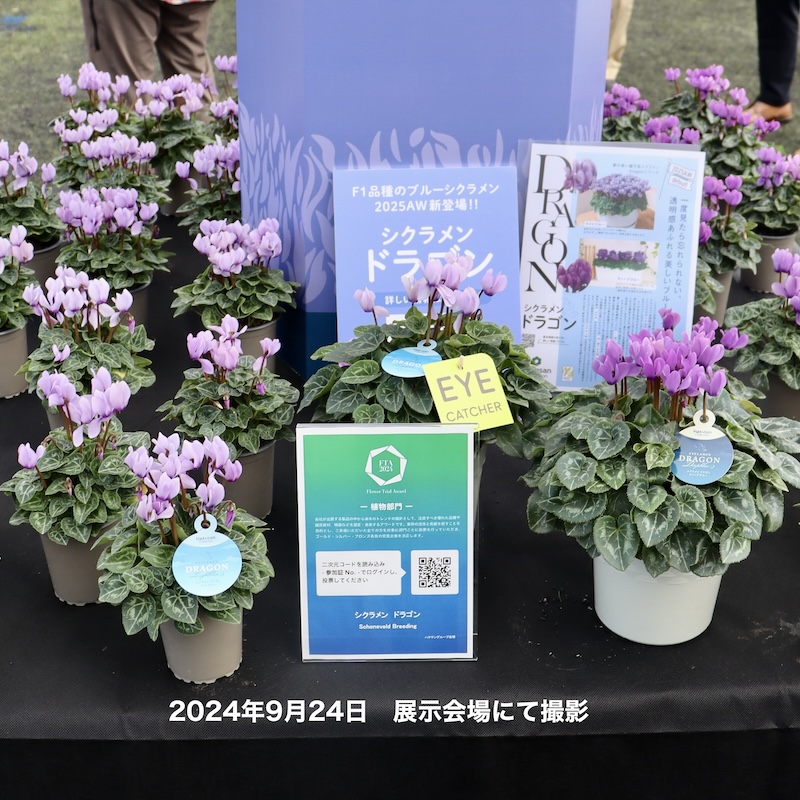 2025年秋NEW☆安心の生産者より☆青いシクラメン・ドラゴン「ライト
