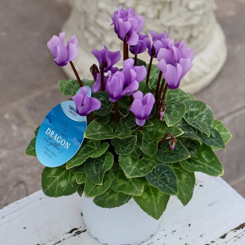 2025年秋NEW☆安心の生産者より☆青いシクラメン・ドラゴン「ライト