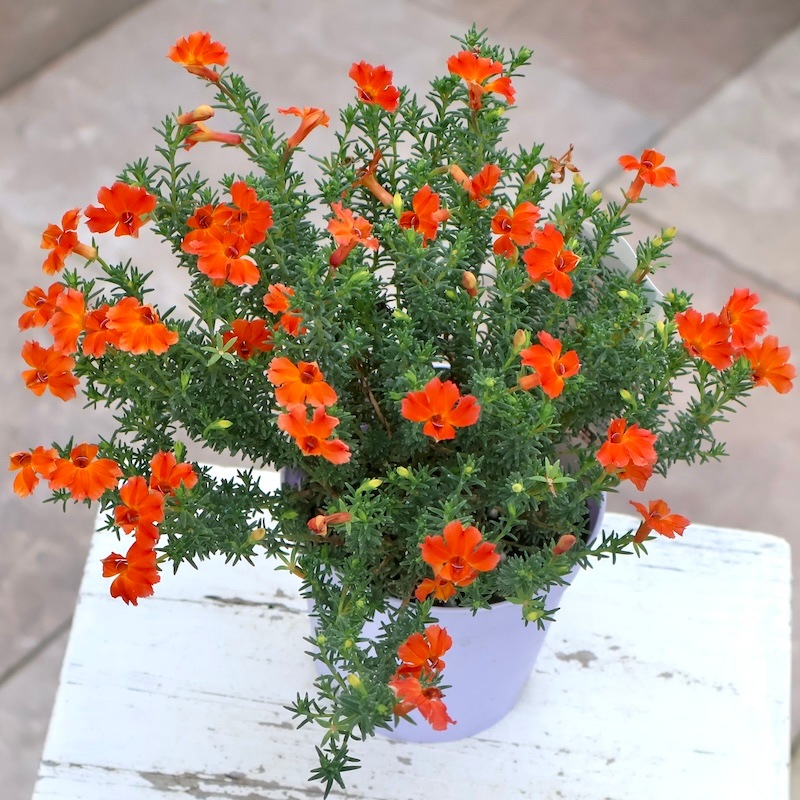 寒くなるともっと赤くなる♪初恋草「プリンセスレッド」【3.5号鉢】