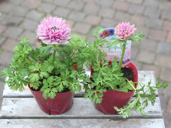 アネモネ オーロラ ライトワイン 大ポット