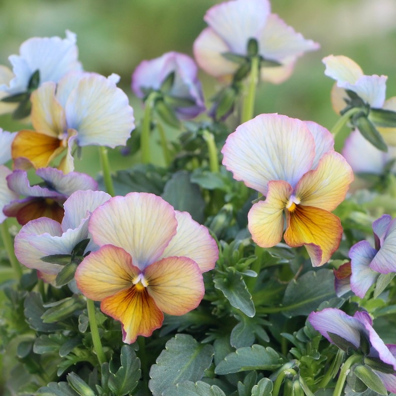 現品1点限り☆サトウ園芸さんのビオラ・ヌーヴェルヴァーグ☆10周年