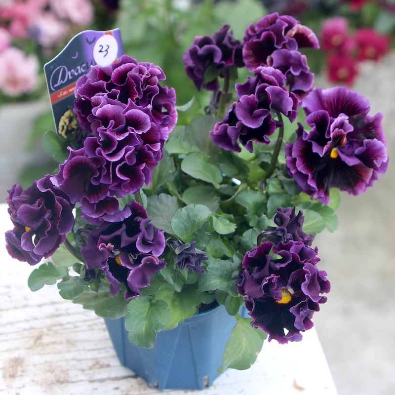 ドラキュラ　パンジー 5db909d5f138975a205bf7e492adec