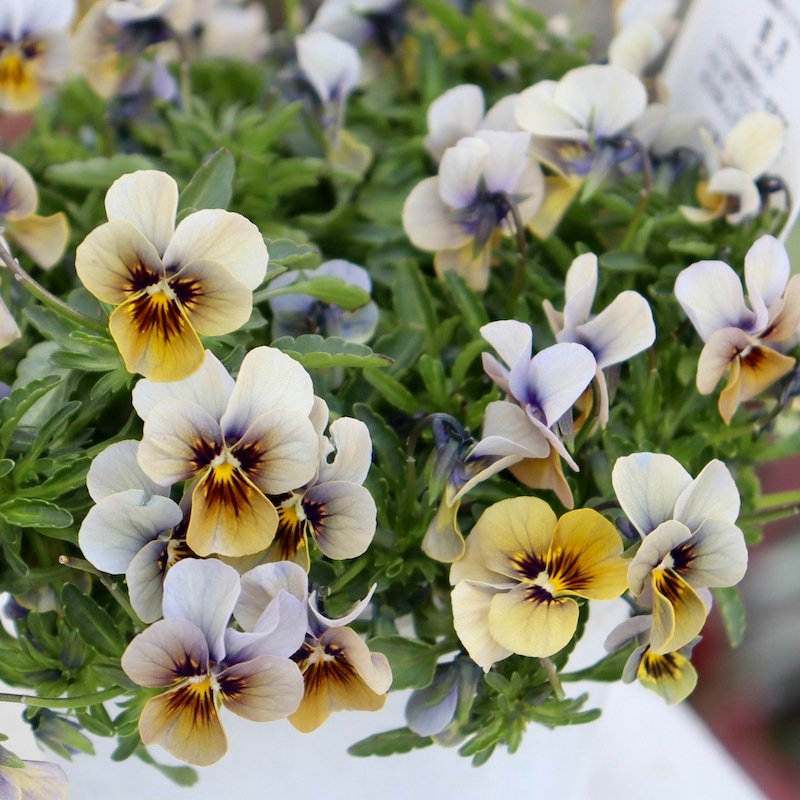 画像で花色を選べる!! 北島園芸さんの小輪ビオラ「藍月-あいづき-」＜4番＞