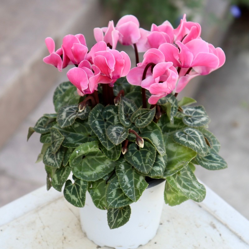 芳香漂う♪香りシクラメン「パリジェンヌ」2番