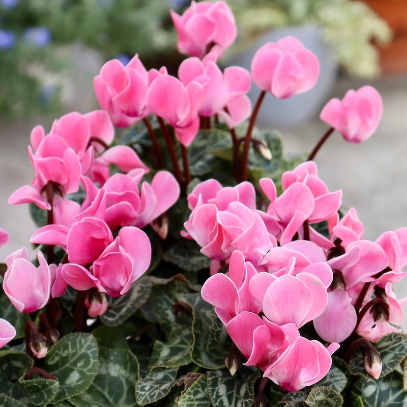 芳香漂う♪香りシクラメン「パリジェンヌ」2番