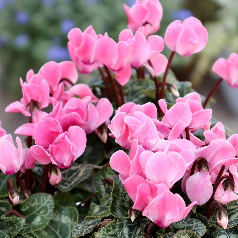 芳香漂う♪香りシクラメン「パリジェンヌ」2番