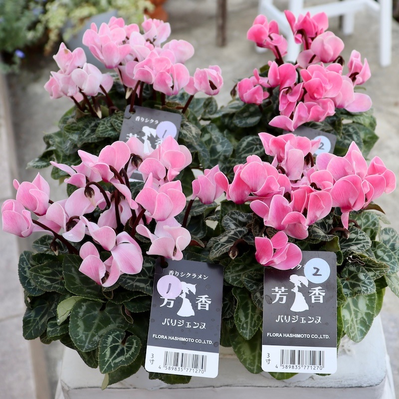 芳香漂う♪香りシクラメン「パリジェンヌ」2番