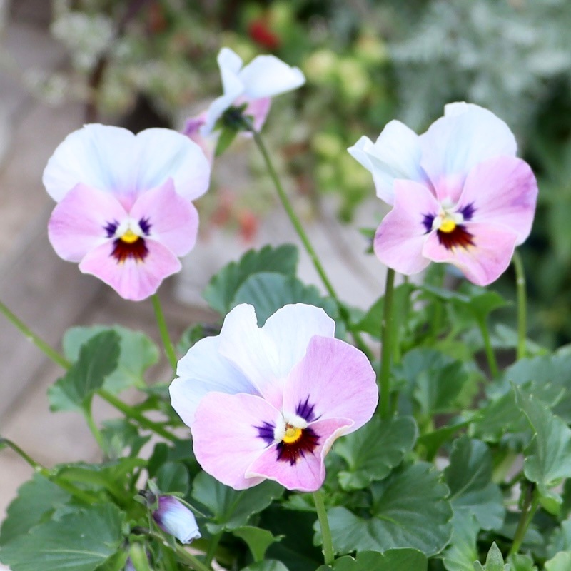 画像の現品1点限り!! ロカハーツ「ホルシス」＜6番＞