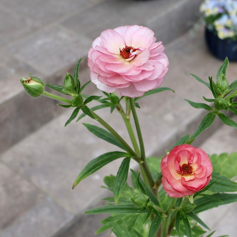 豪華ラナンキュラスラックス ムーサ