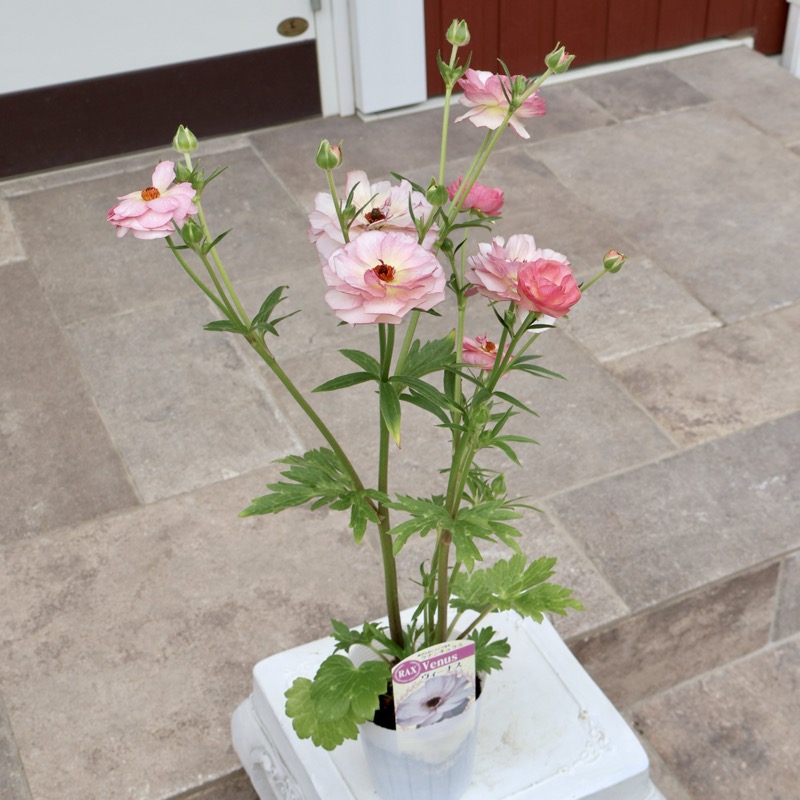 画像(最後の4枚)の現品いずれか☆ラナンキュラス・ラックス