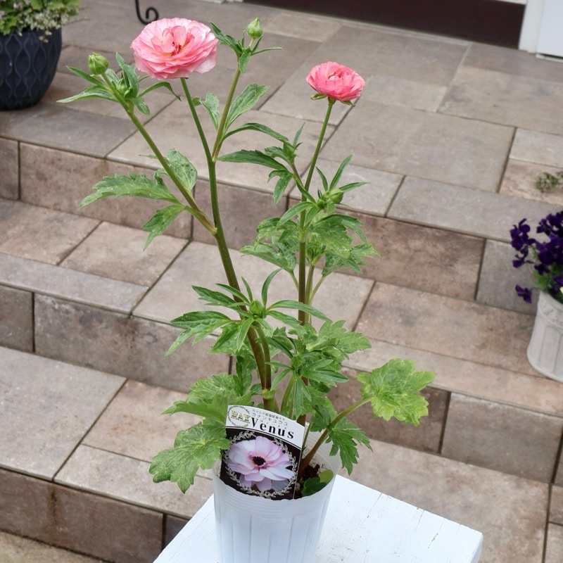 画像(最後の4枚)の現品いずれか☆ラナンキュラス・ラックス