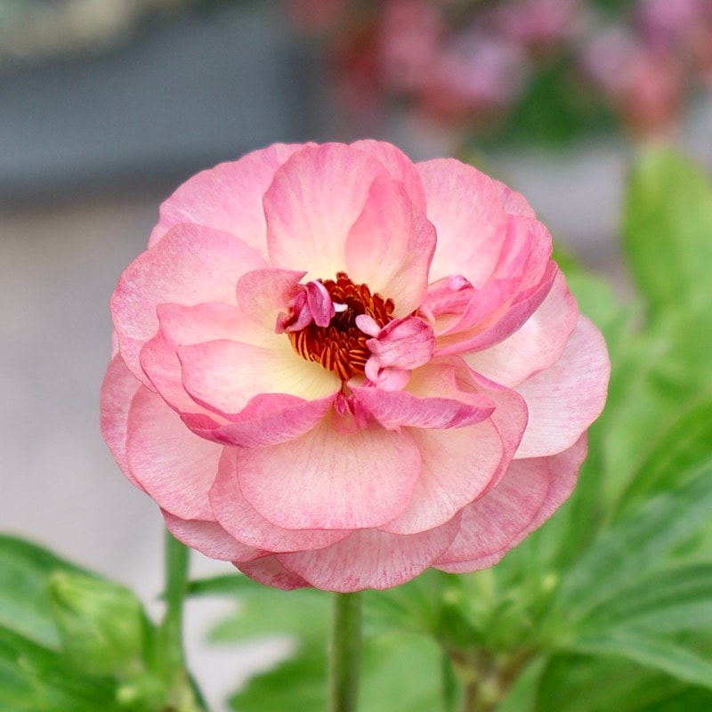 画像(最後の4枚)の現品いずれか☆ラナンキュラス・ラックス