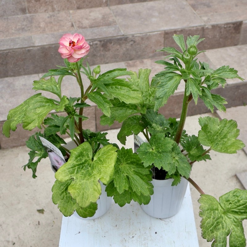 画像(最後の4枚)の現品いずれか☆ラナンキュラス・ラックス