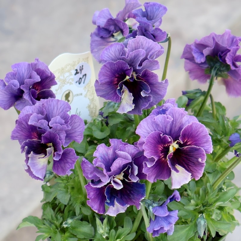 DA様おまとめビオラレディ 画像の現品!! 石川園芸さんのビオラ「レディ」＜24-07＞