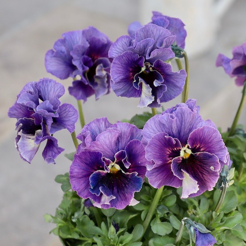 画像の現品!! 石川園芸さんのビオラ「レディ」＜24-07＞