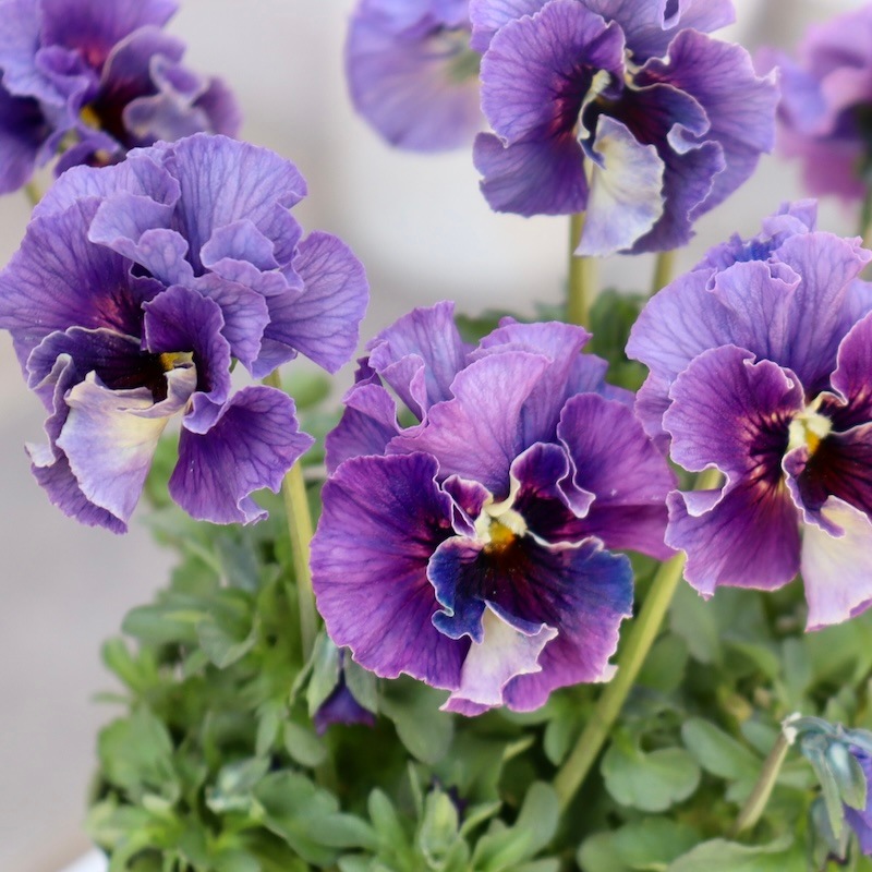 画像の現品!! 石川園芸さんのビオラ「レディ」＜24-07＞