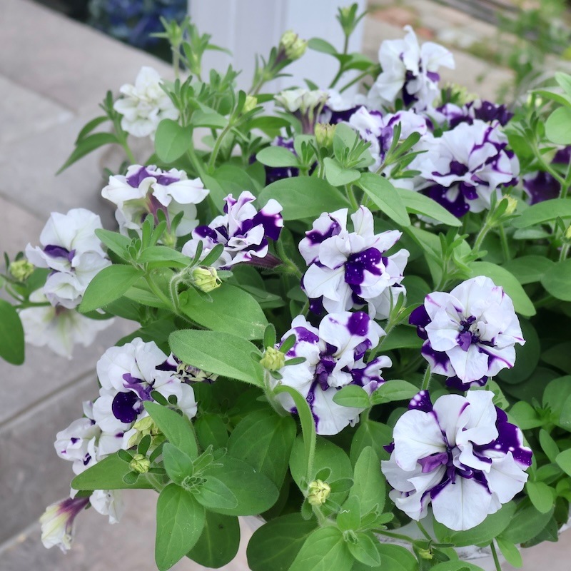 11_000000009132.jpg?1753627285