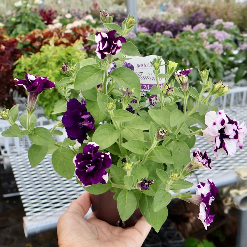 最後の1株☆八重咲きペチュニア・フラメンコ「ブルースカイ」(3.5号ポット)