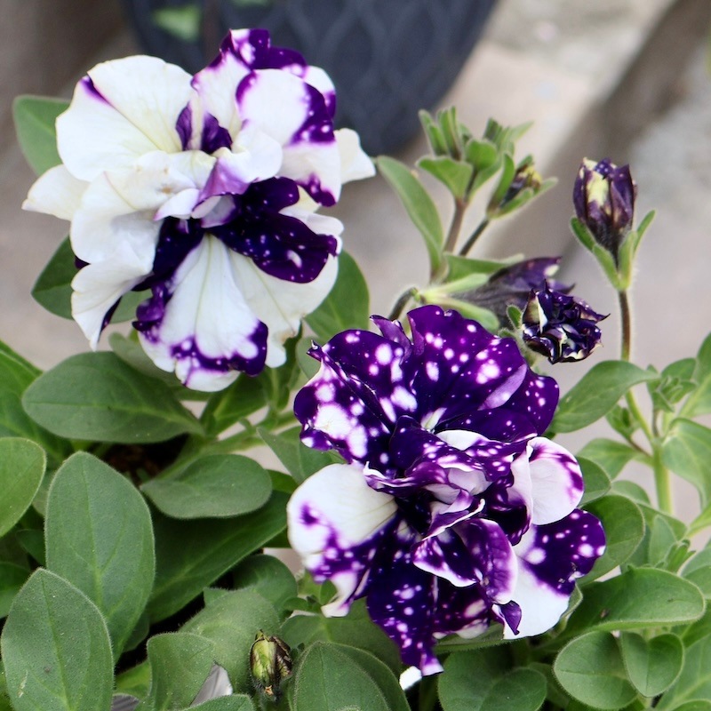 最後の1株☆八重咲きペチュニア・フラメンコ「ブルースカイ」(3.5号ポット)