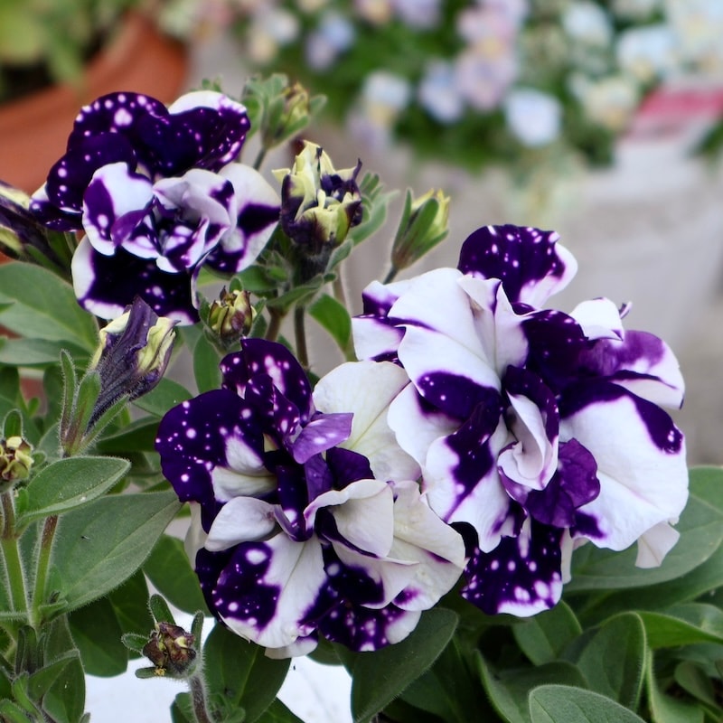 最後の1株☆八重咲きペチュニア・フラメンコ「ブルースカイ」(3.5号ポット)