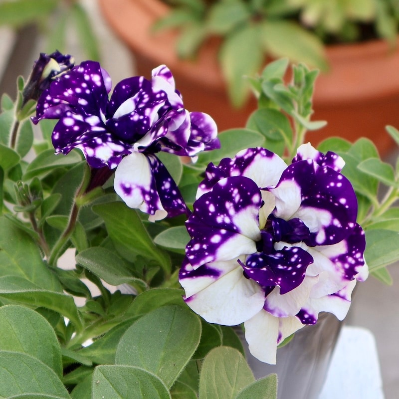 花 ページ 最後の1株☆八重咲きペチュニア・フラメンコ「ブルースカイ」(3.5号ポット)