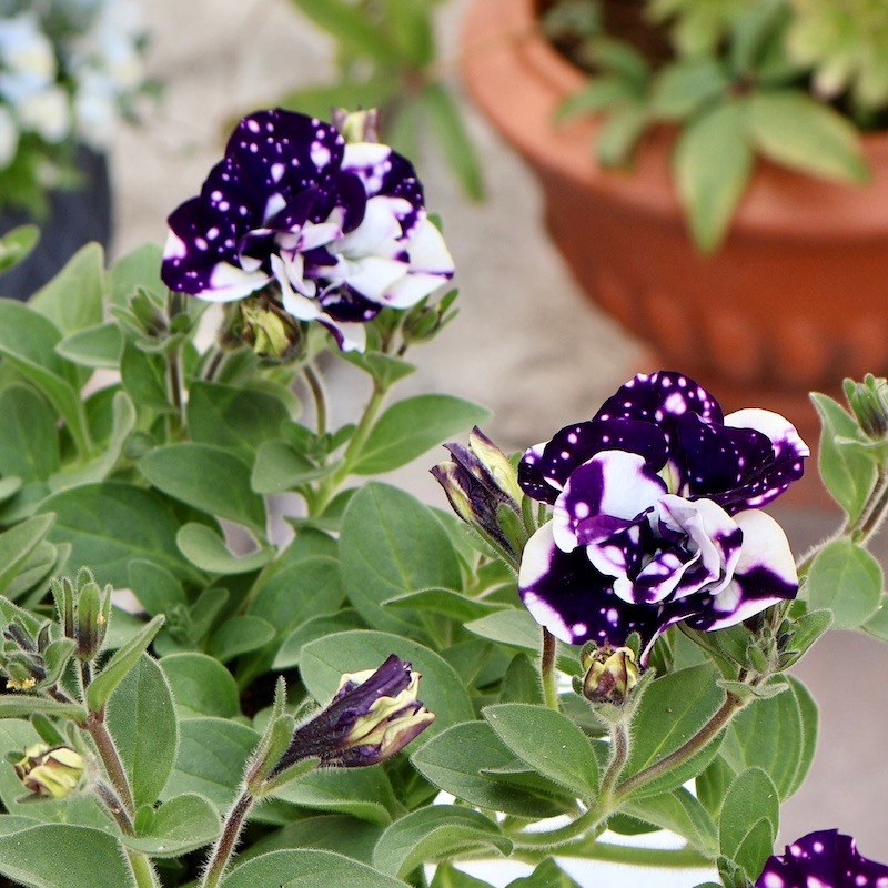 最後の1株☆八重咲きペチュニア・フラメンコ「ブルースカイ」(3.5号ポット)