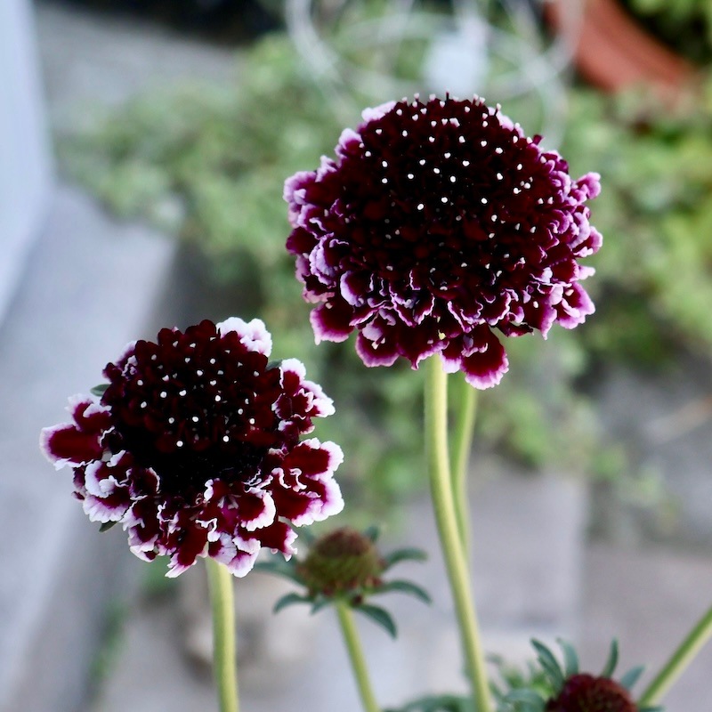 希少苗☆スカビオサ・スクープ「スイートチェリー(SCH=3)」(3号ロング