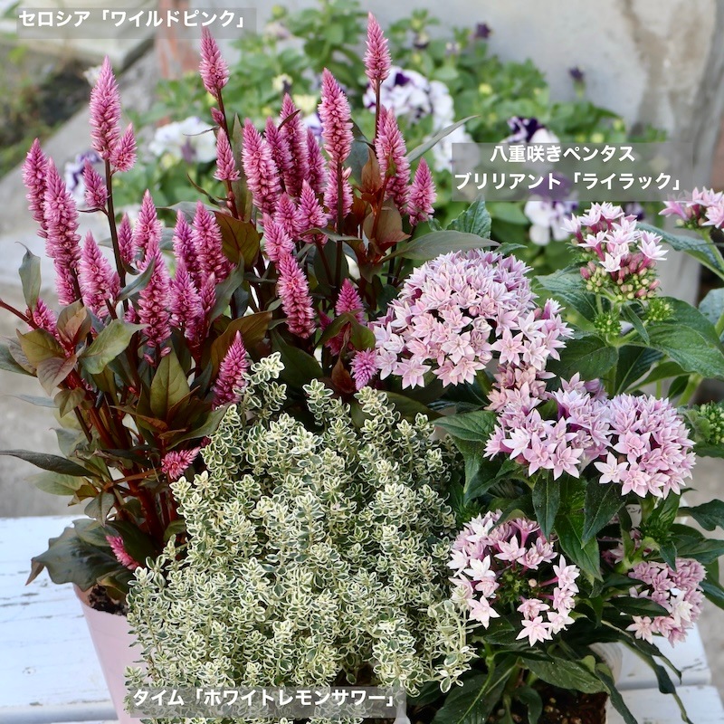 2025年新品種☆セロシア「ワイルドピンク」(3.5号ポット)