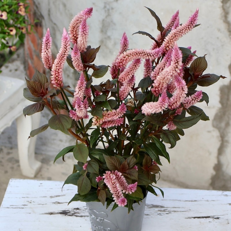 瑠花スイートピンクダリアスワッグ 瑠花スイートピンクダリアスワッグ 瑠花様専用スイートピンク