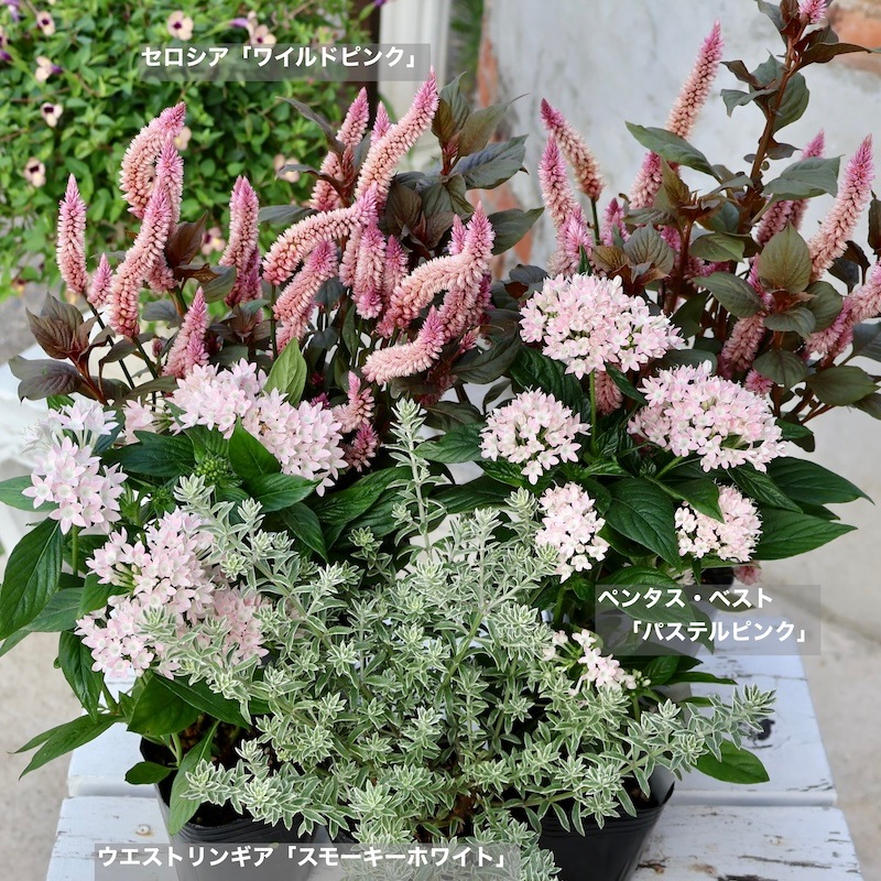 パンパスグラスとピンクの壁掛けガーランド　グレベリア　セロシア パンパスグラスとピンクの壁掛けガーランド グレベリア セロシア