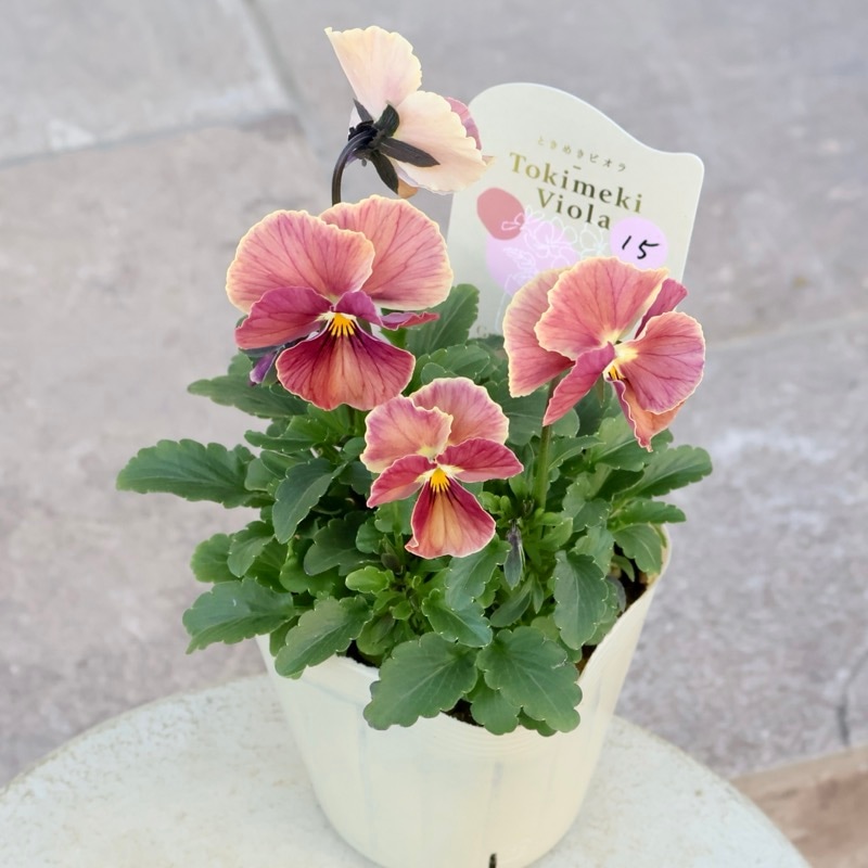 画像の現品1点限り】Green Farmv Village(奥田園芸)さん育種のときめき