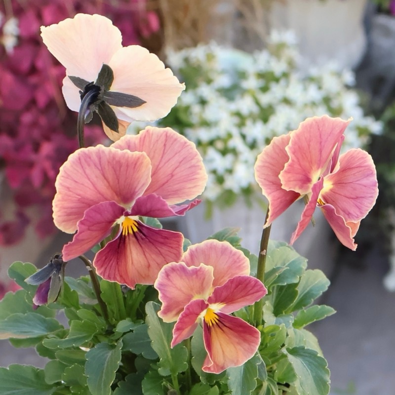 画像の現品1点限り】Green Farmv Village(奥田園芸)さん育種のときめき