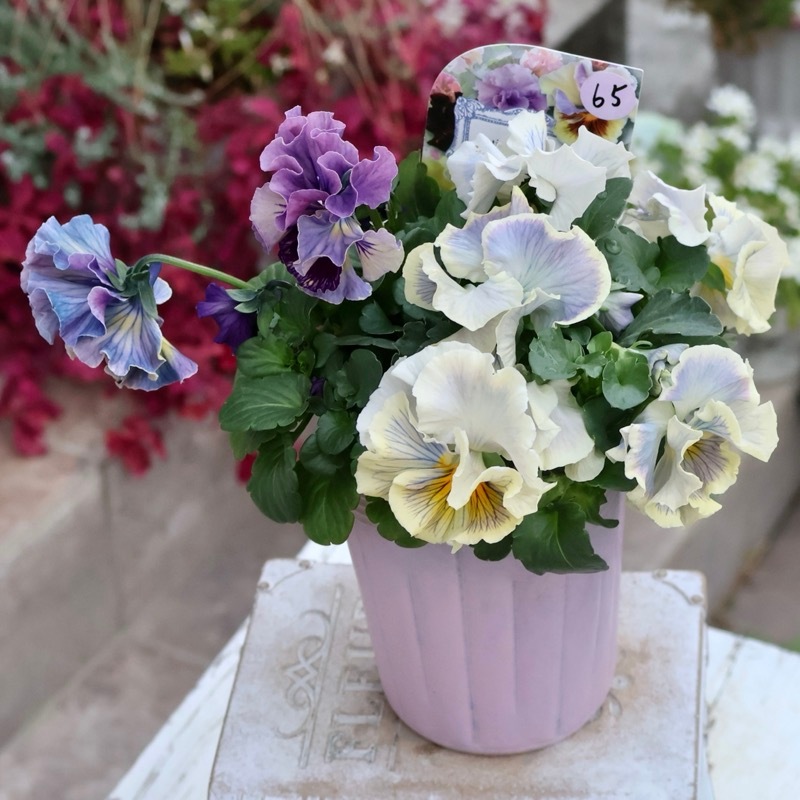 画像の現品1点限り》Rガーデンさんのアンティークフリルパンジー