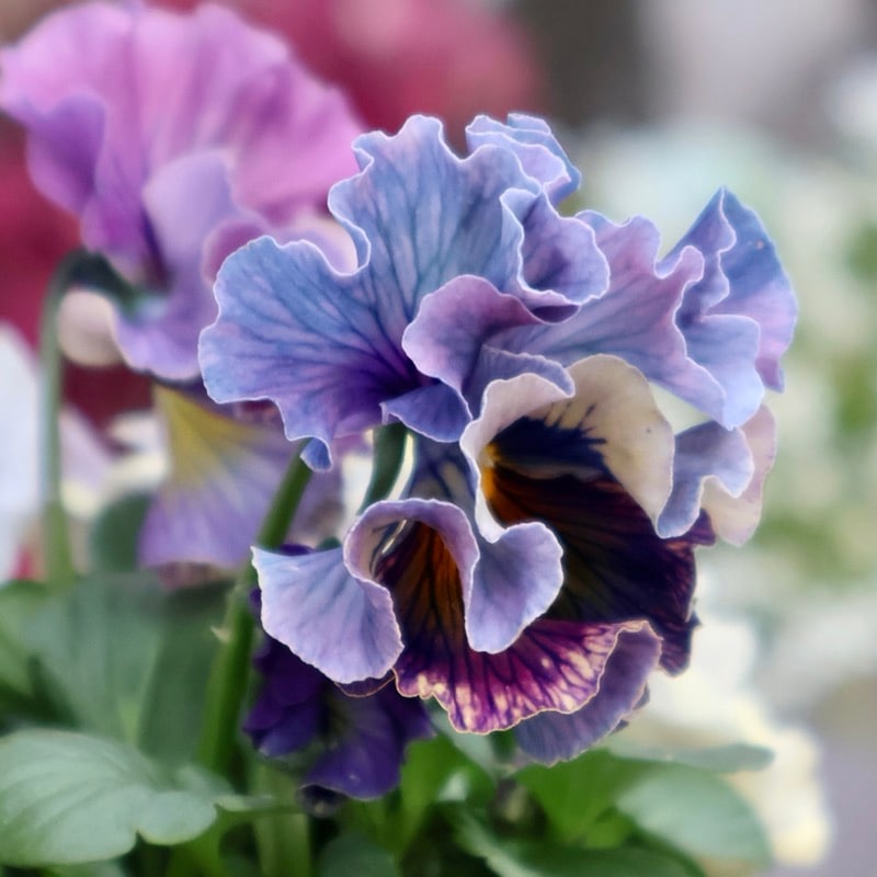 画像の現品1点限り》Rガーデンさんのアンティークフリルパンジー