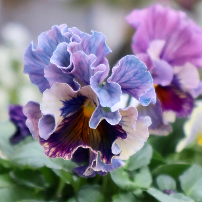 画像の現品1点限り》Rガーデンさんのアンティークフリルパンジー