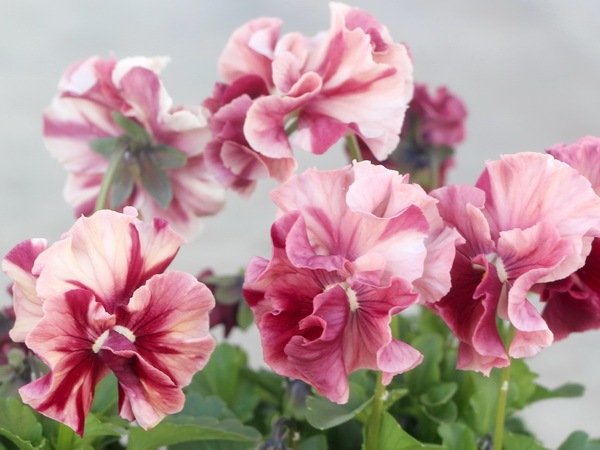 マリーリーン 画像で色を選べる!! うえたパンジー「マリーリーン」＜34番＞