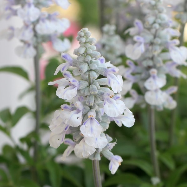 栄養系サルビア「グレイシャスホワイト」(3.5号ポット)