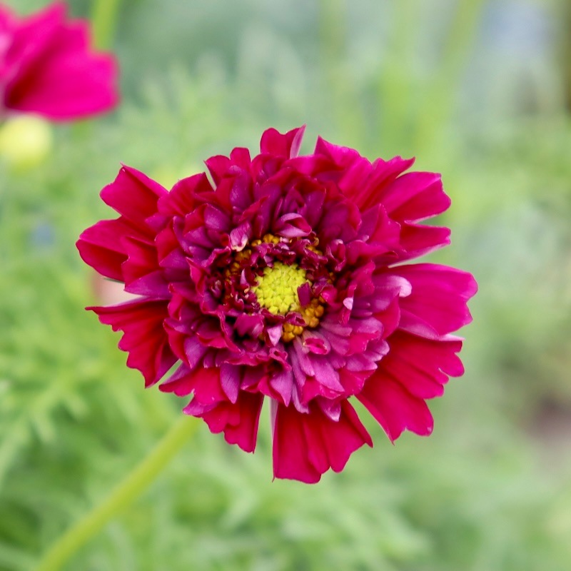 八重咲きコスモス・ダブルクリックミックス【4号鉢物】