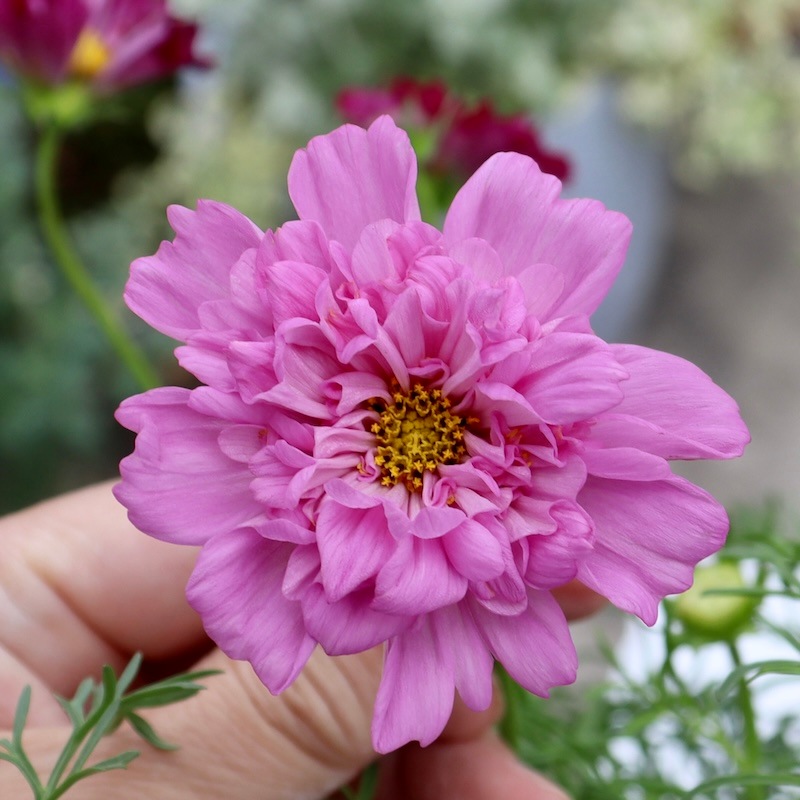 八重咲きコスモス・ダブルクリックミックス【4号鉢物】