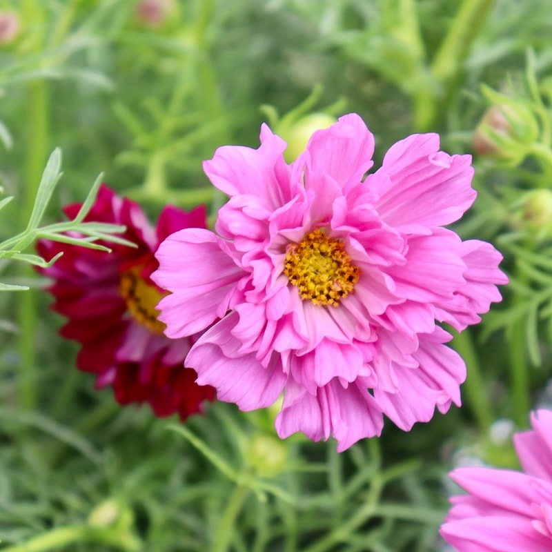 八重咲きコスモス・ダブルクリックミックス【4号鉢物】